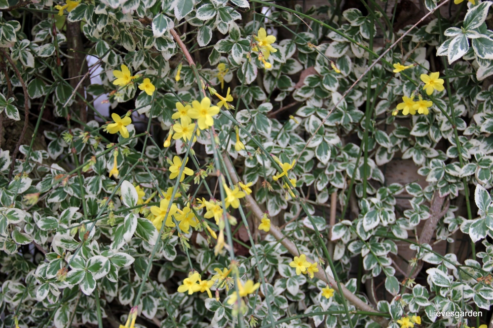 jasminus nudiflorum of winterjasmijn,winterbloeier,vegetatieve vermeerdering,gele bloemen
