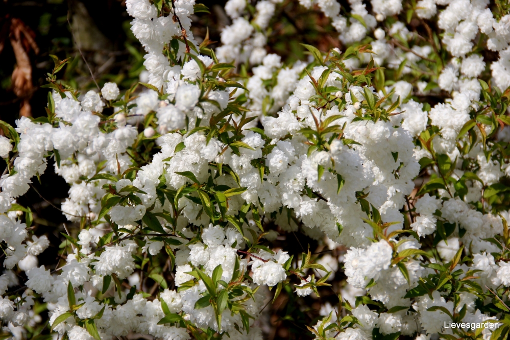 prunus glandulosa  alba plena  witte amandelboom,chinese bush cherry,snoei,vermeerderen,waardevolle lentestruik,lentebloeier,prunus glandulosa alba plena,witte amandelboom