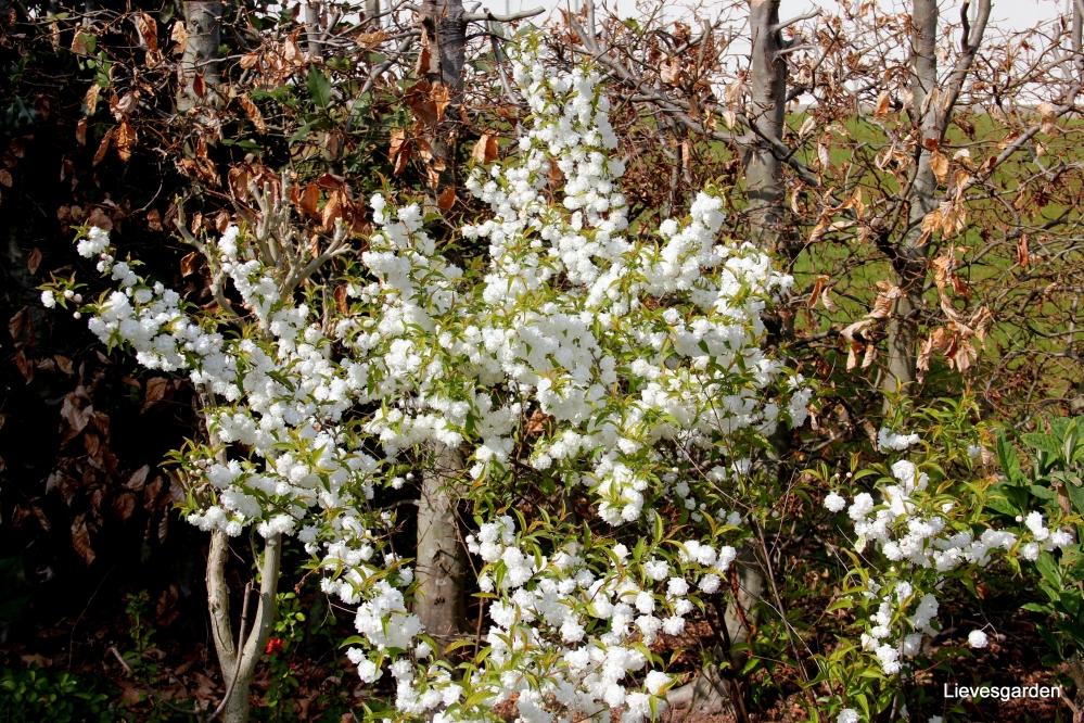 prunus glandulosa  alba plena  witte amandelboom,chinese bush cherry,snoei,vermeerderen,waardevolle lentestruik,lentebloeier,prunus glandulosa alba plena,witte amandelboom