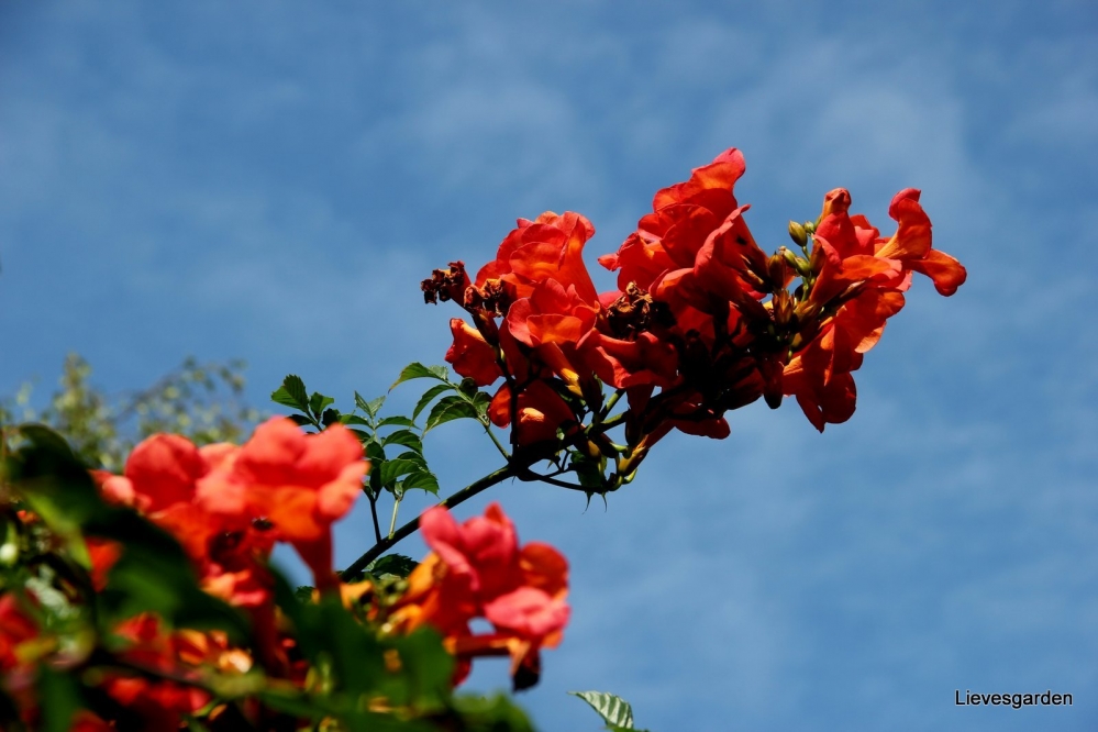 campsis tagliabuana madam galen,trompetboom,jasmin de virginie,rood-oranje klimplant
