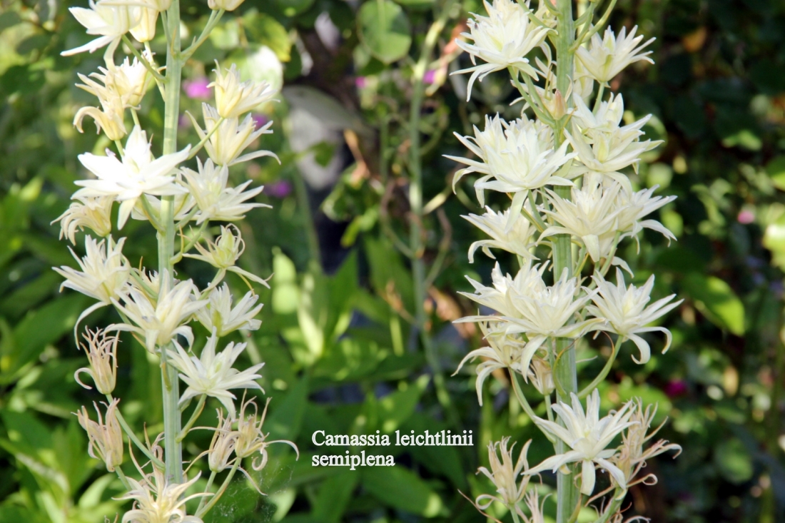 Camassia leichtlinii "semiplena"